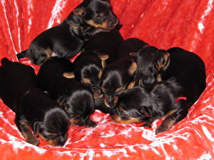 Pictures Dog Yorkshire terrier Puppies  Animals