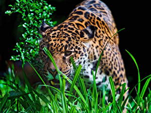 Bilder Große Katze Jaguaren Tiere