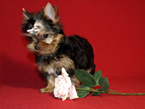 Pictures Dogs Yorkshire terrier Puppies animal