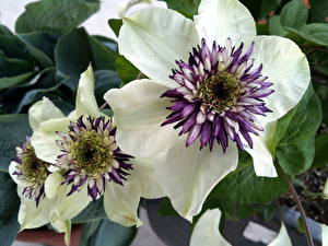 Picture Clematis flower