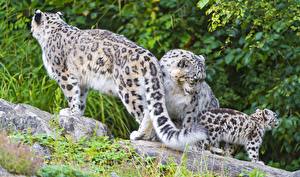 Sfondi desktop Grandi felini Leopardo delle nevi Animali