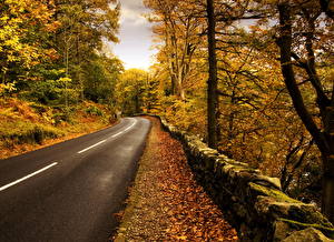 Picture Seasons Autumn Roads Asphalt Nature
