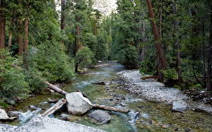 Bakgrundsbilder på skrivbordet Park Skogar USA Kalifornien sequoia Natur