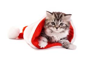 Wallpapers Cat New year Winter hat Animals