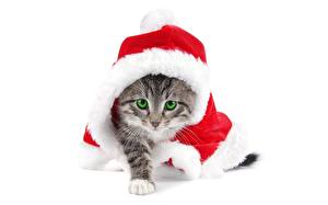 Papel de Parede Desktop Gatos Ano-Novo Chapéu de inverno um animal
