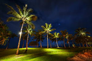 Bureaubladachtergronden Tropen Nacht Palmen Natuur