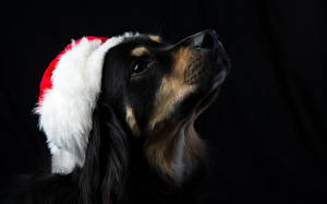 Tapety na pulpit Psy domowe Nowy Rok Na czarnym tle Zwierzęta