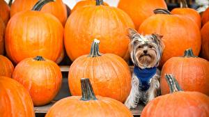 Picture Dog Pumpkin Yorkshire terrier animal