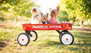Hintergrundbilder Hunde Yorkshire Terrier