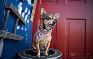 Papel de Parede Desktop Cão Chihuahua um animal