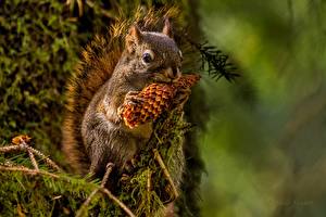 Bilder Nagetiere Hörnchen Zapfen Tiere