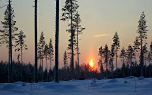 Bureaubladachtergronden Zonsopgangen en zonsondergangen Winter Bossen Sneeuw Natuur