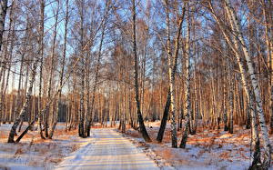 Picture Seasons Winter Forests Roads Snow Nature
