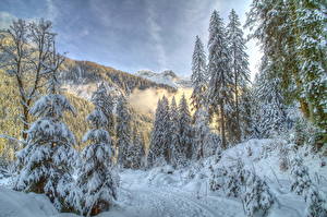 Sfondi desktop Stagione Inverno Foresta Neve Natura