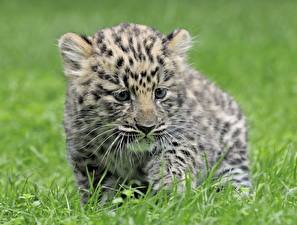 Fondos de escritorio Grandes felinos Cachorros Leopardo un animal