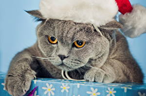 Fonds d'écran Les chats Nouvel An Chapeau d'hiver  un animal