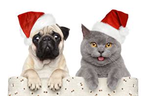 Wallpapers Dog Cats New year Pug Winter hat Animals