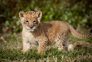 Bilder Große Katze Babys Löwen Tiere
