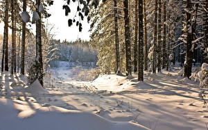 Hintergrundbilder Jahreszeiten Winter Wald Schnee Natur