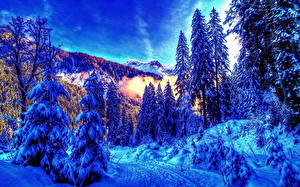 Sfondi desktop Stagione Inverno Foreste Neve Natura
