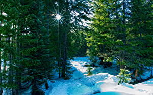 Фото Времена года Зимние Леса Лучи света Снега Природа