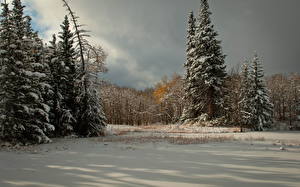Bilder Jahreszeiten Winter Wald Schnee Bäume Natur