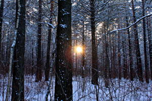 Fotos Jahreszeiten Winter Wälder Lichtstrahl Schnee Bäume Natur