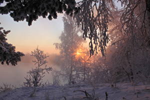 Bureaubladachtergronden Seizoen Winter Lichtstralen Sneeuw Bomen Natuur