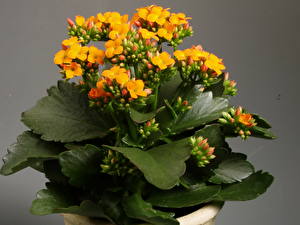 Images Kalanchoe Flowers