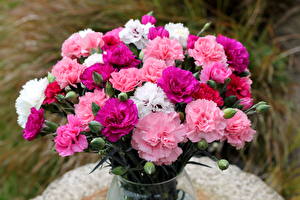 Fonds d'écran Dianthus Bouquet fleur