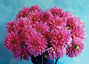 Fonds d'écran Dahlias Bouquets fleur