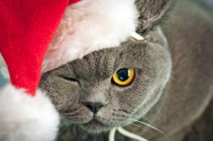 Fondos de escritorio Gato Año Nuevo Sombrero del invierno animales