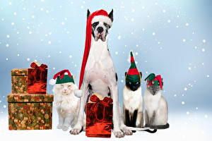 Картинка Собака Кошка Рождество В шапке Подарок Немецкий дог Животные