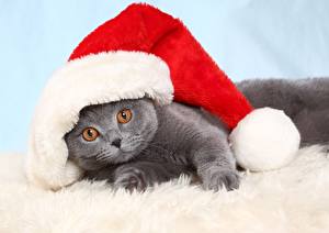 Wallpaper Cat Christmas Winter hat  Animals