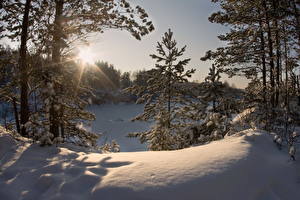 Картинки Времена года Зимние Лучи света Снега Дерево Природа