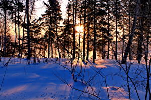 Picture Seasons Winter Rays of light Snow Trees Nature