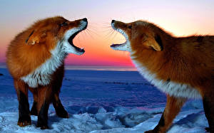 Photo Foxes Snow