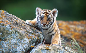 Картинка Большие кошки Детеныши Тигры Камни Животные