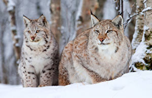 Bureaubladachtergronden Pantherinae Lynxen Sneeuw een dier