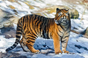 Tapety na pulpit Wielkie koty Tygrysy Śnieg Zwierzęta