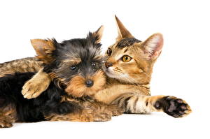 Pictures Dogs Cat Yorkshire terrier Puppies animal