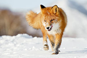 Wallpapers Foxes Snow