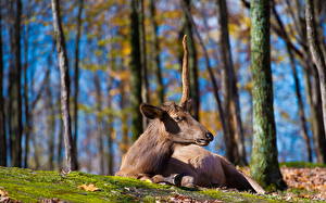 Image Deer Unicorns Animals