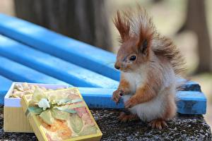 Bilder Nagetiere Eichhörnchen Geschenke Schachtel Tiere