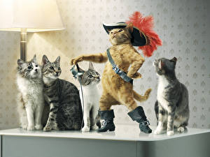 Images Cats Hat Wearing boots animal