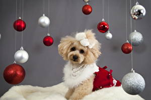 Wallpapers Dogs New year Balls Glance Poodle Animals