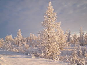 Bureaubladachtergronden Seizoen Winter Hemelgewelf Sneeuw Een boom Natuur
