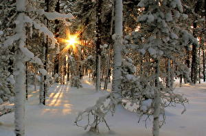Fotos Jahreszeiten Winter Lichtstrahl Schnee Bäume Natur