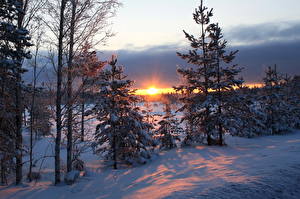 Pictures Seasons Winter Sunrises and sunsets Snow Rays of light Trees Nature