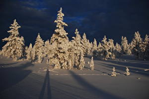 Papel de Parede Desktop Estação do ano Invierno Neve Noite árvores Naturaleza